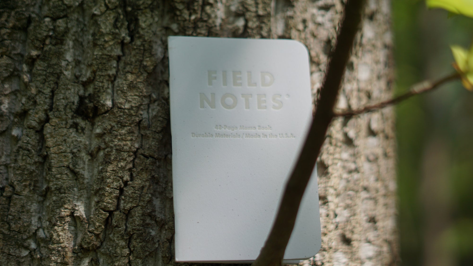 Birch Bark Field Notes in tree