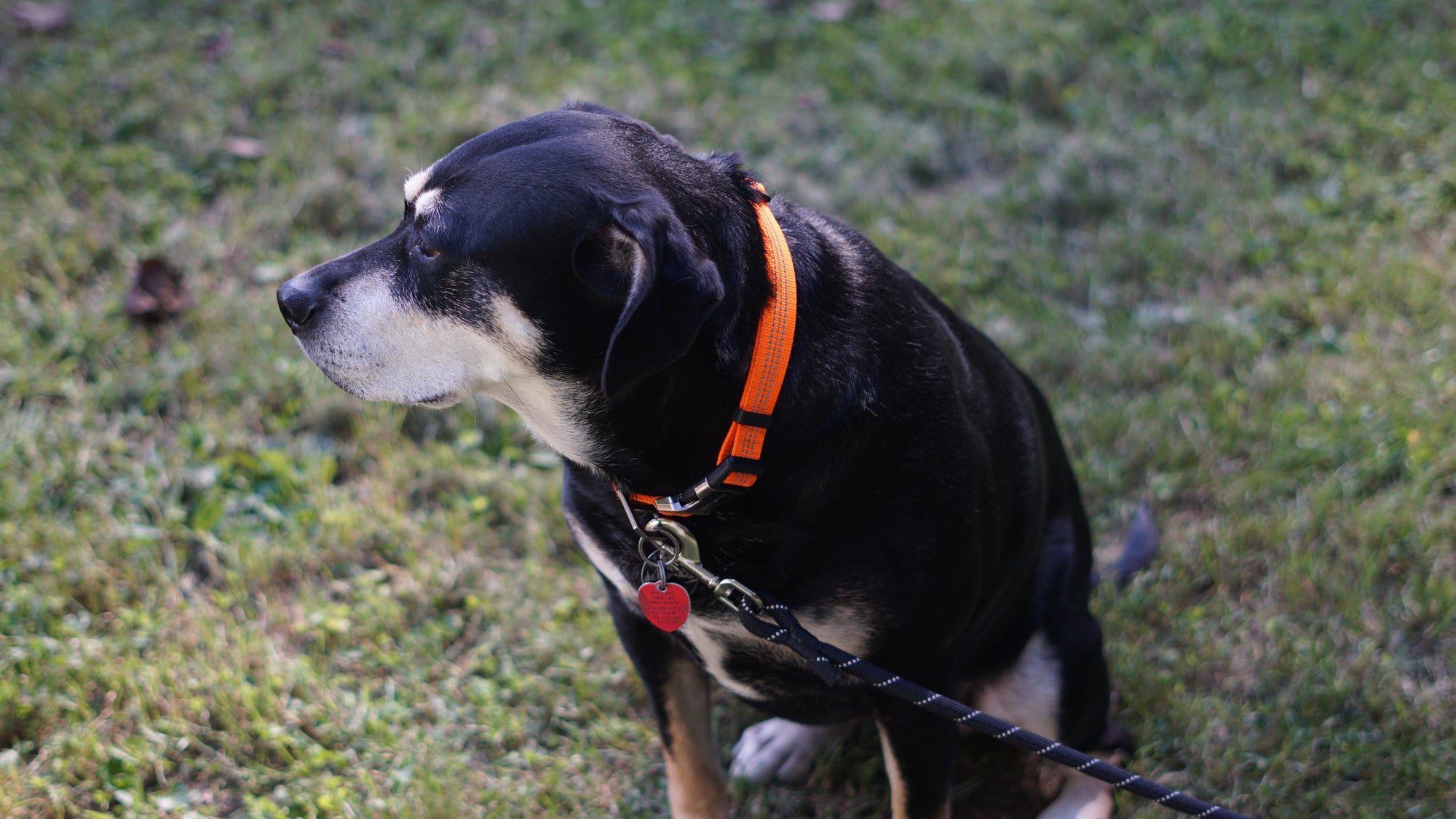 Dog on a leash with an orange collar standing on grass